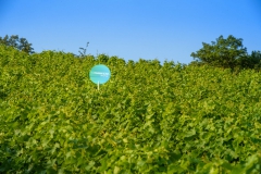 CIOmove-21-Tag-3_0978