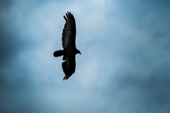 CIOmove_2019_1229