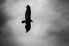 CIOmove_2019_1229_SW